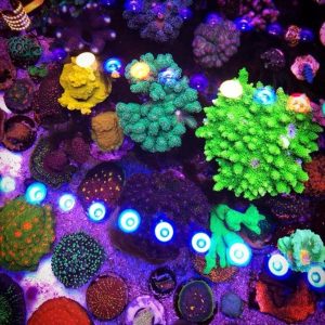 Aquariumlamp USB LED review: veilig door laagspanning, aquascape