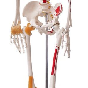 Model van een Menselijk Skelet review: anatomiemodel voor studie