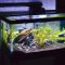 36W LED aquarium met timer review: helder RGB aquariumverlichting