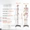Model van een Menselijk Skelet review: anatomiemodel voor studie
