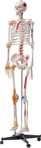 Model van een Menselijk Skelet review: anatomiemodel voor studie